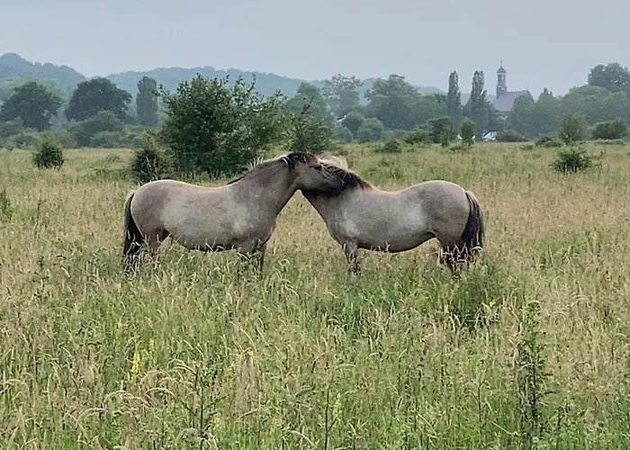 Sans Souci Lejlighed *