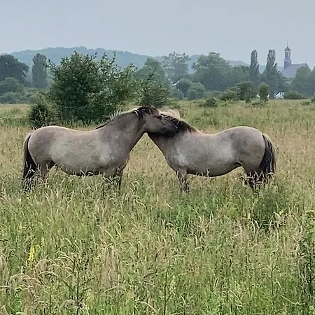 Sans Souci Lejlighed *